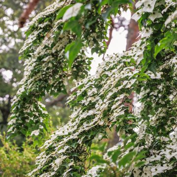 Cornus kousa