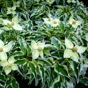 Cornus kousa Laura - Corniolo giapponese