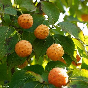 Cornus kousa var. chinensis 'Madi-II' Mandarin Jewel - Corniolo da fiore
