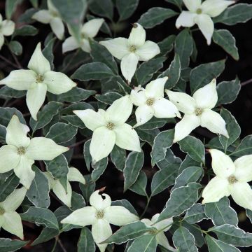 Cornus kousa Pevé Foggy - Corniolo giapponese