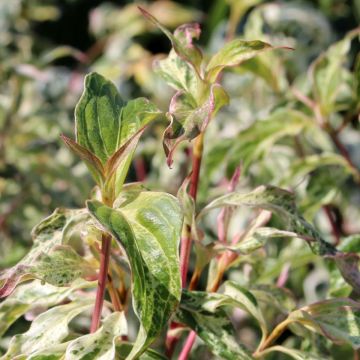 Cornus kousa Pink Lips - Corniolo giapponese