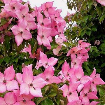 Cornus kousa Rosy Teacups - Corniolo giapponese