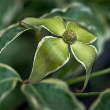 Cornus kousa Samaritan - Corniolo giapponese