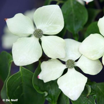 Cornus kousa Schmetterling - Corniolo giapponese