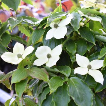 Cornus kousa Teutonia - Corniolo giapponese