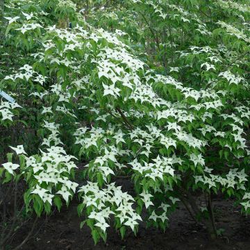 Cornus kousa Chinensis - Corniolo giapponese
