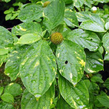 Cornus nuttallii Gold Spot - Corniolo da fiore