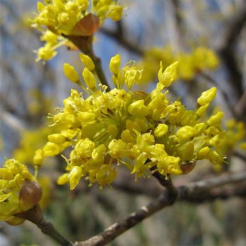 Cornus officinalis - Corniolo del Giappone