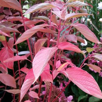 Cornus sericea Cardinal