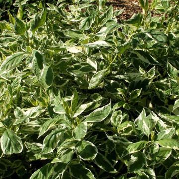 Cornus sericea White Gold