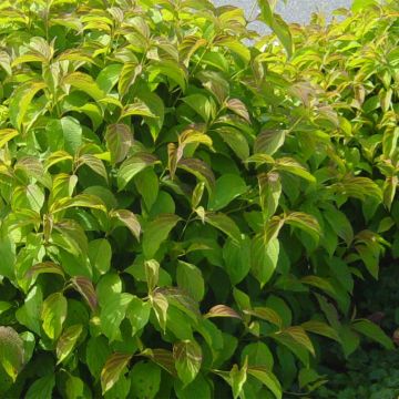 Cornus sericea Kelsey's Dwarf