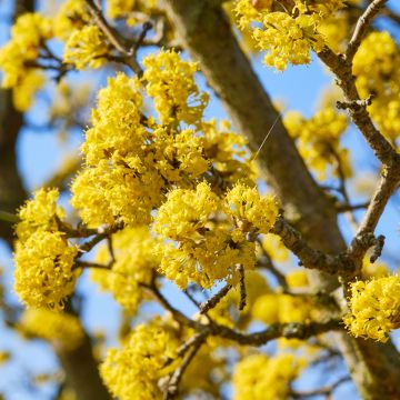 Cornus mas Kasanlak - Corniolo