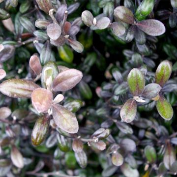 Corokia virgata Frosted chocolate Corokia virgata Frosted chocolate