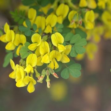 Hippocrepis emerus - Cornetta dondolina