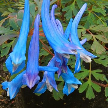 Corydalis flexuosa