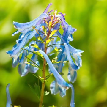 Corydalis elata