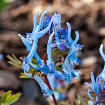 Corydalis flexuosa China Blue