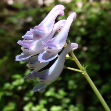 Corydalis linstowiana