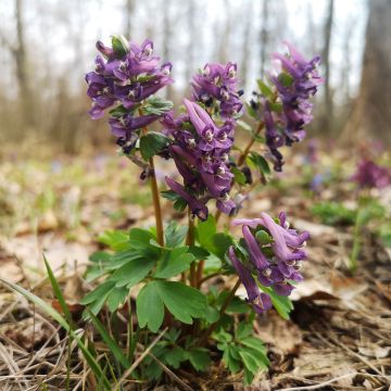 Corydalis sp. from Sichuan