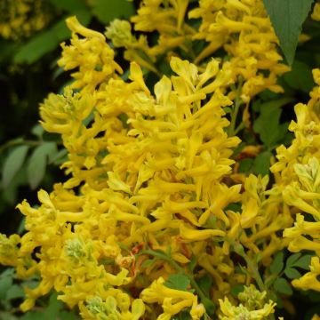 Corydalis Canary Feathers