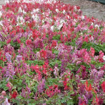 Corydalis solida Rainbow Mix - Colombina solida