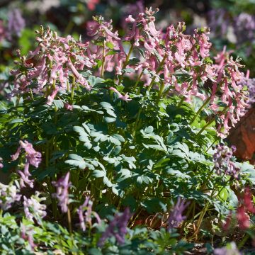 Corydalis solida ssp. solida - Colombina solida