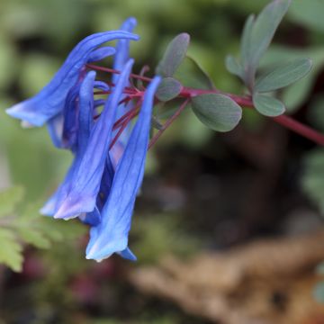 Corydalis curviflora subsp. rosthornii (var. rosthornii) Blue Heron