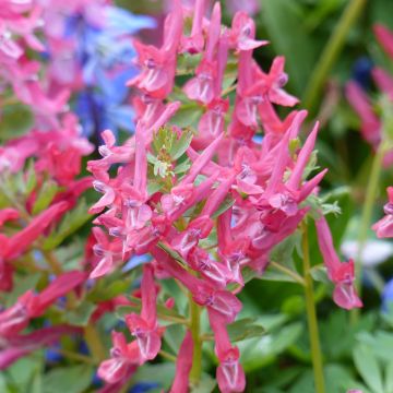 Corydalis solida GP Baker - Colombina solida