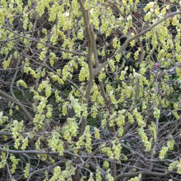 Corylopsis spicata - Falso nocciolo