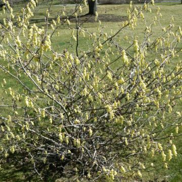 Corylopsis Spring Purple - Falso nocciolo