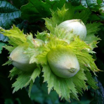 Corylus avellana - Nocciòlo