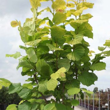 Nocciòlo Aurea