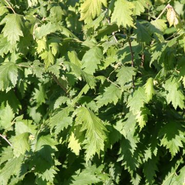 Corylus avellana Laciniata - Nocciòlo