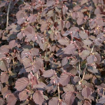 Corylus avellana Syrena - Nocciòlo