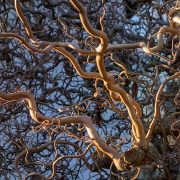 Corylus avellana Medusa - Nocciolo comune
