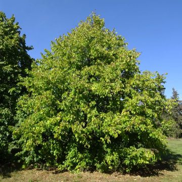 Corylus colurna - Nocciolo turco