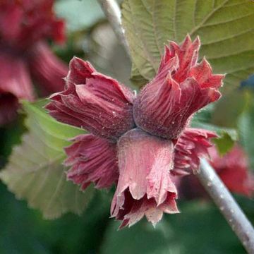 Corylus maxima Juningia - Nocciolo lungo