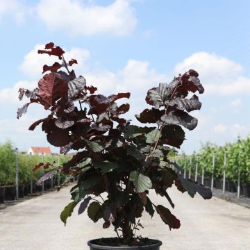 Corylus maxima Purpurea - Nocciolo lungo