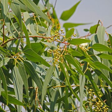 Corymbia citriodora - Eucalipto citrato
