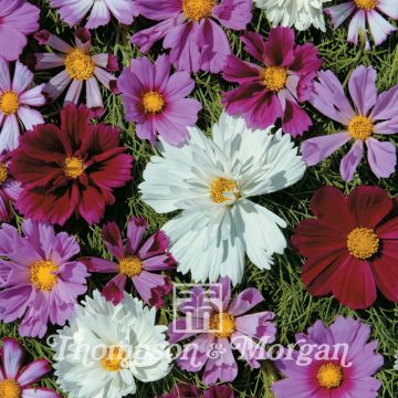 Cosmos Double All Sorts Mixed - Cosmea