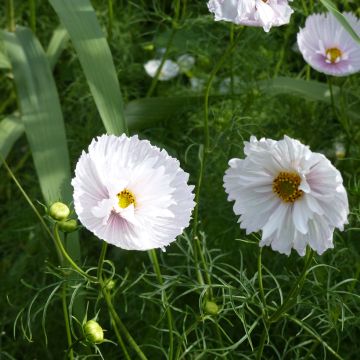 Cosmos Cupcakes - Cosmea