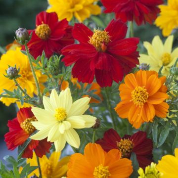 Cosmos sulphureus Brightness Mixed - Cosmea arancione