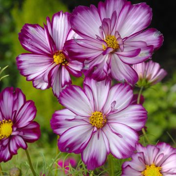 Cosmos Sweet Sixteen - Cosmea