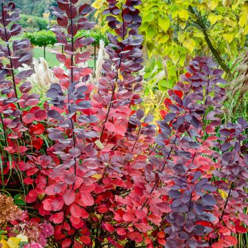 Cotinus Grace - Scotano