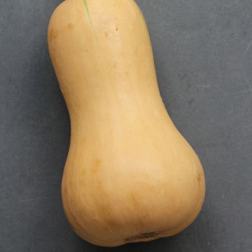 Zucca moscata Butternut Hunter F1
