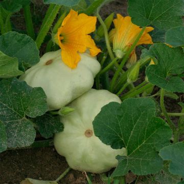 Zucchino Patty Green Tint Bio - Ferme de Sainte Marthe