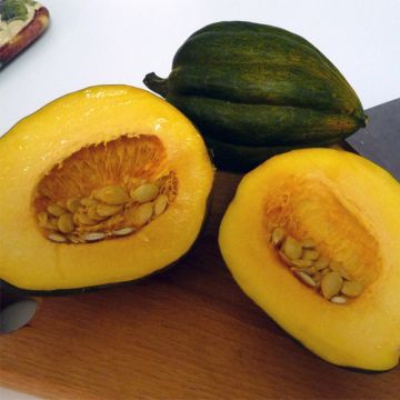 Zucchino Table King