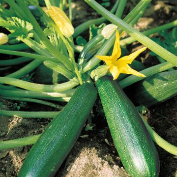 Zucchino Belor F1