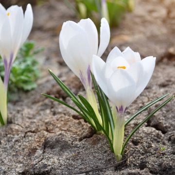 Crocus vernus Silver Coral - Croco