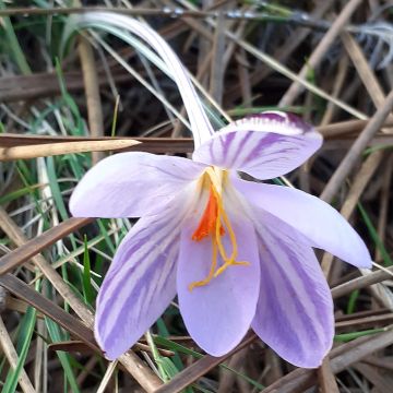 Crocus corsicus - Zafferano di Corsica